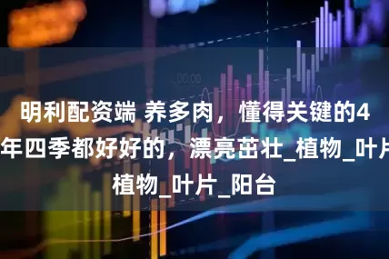 明利配资端 养多肉，懂得关键的4点，一年四季都好好的，漂亮茁壮_植物_叶片_阳台