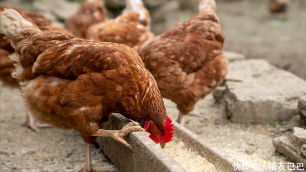 佳荣网配 9月5日：调价后92/95号汽油价格；蛋价陡然升温，加速上涨！